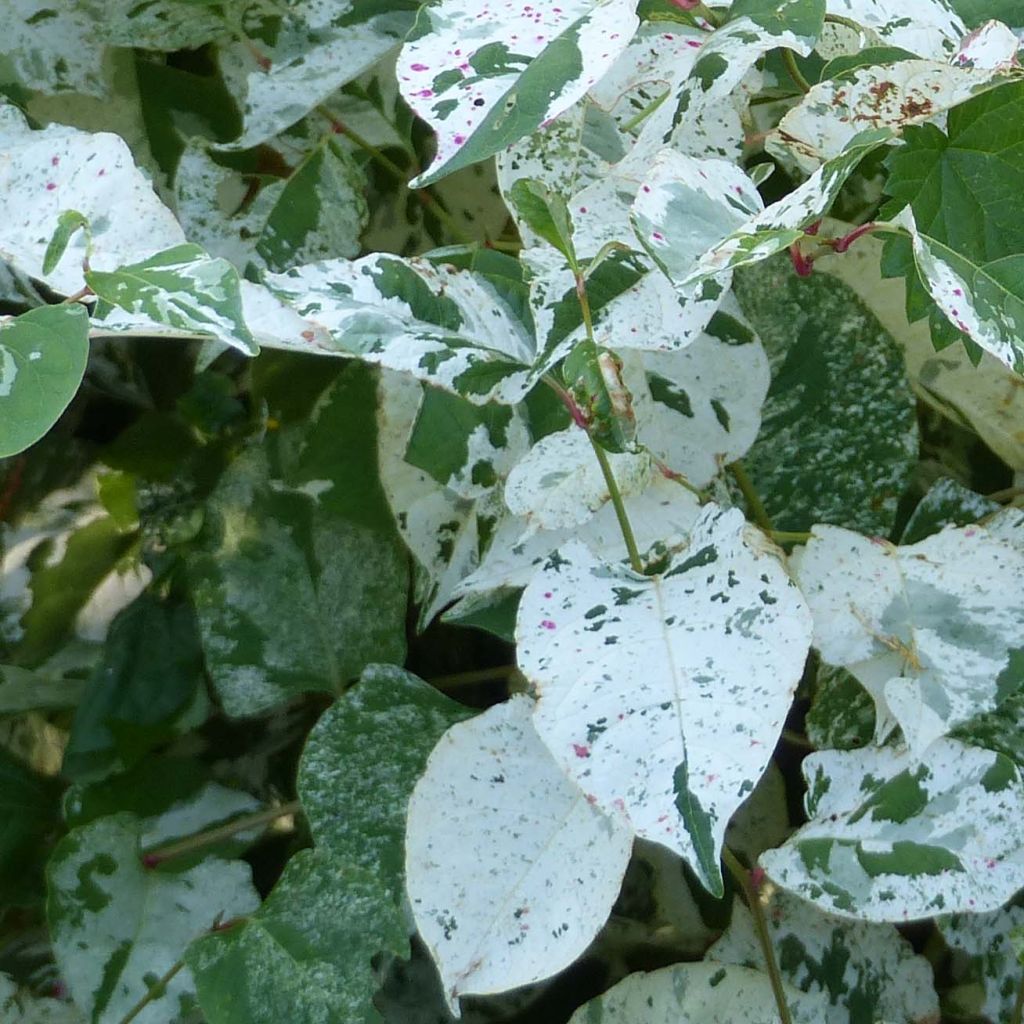 Fallopia japonica Variegata - Renouée panachée.