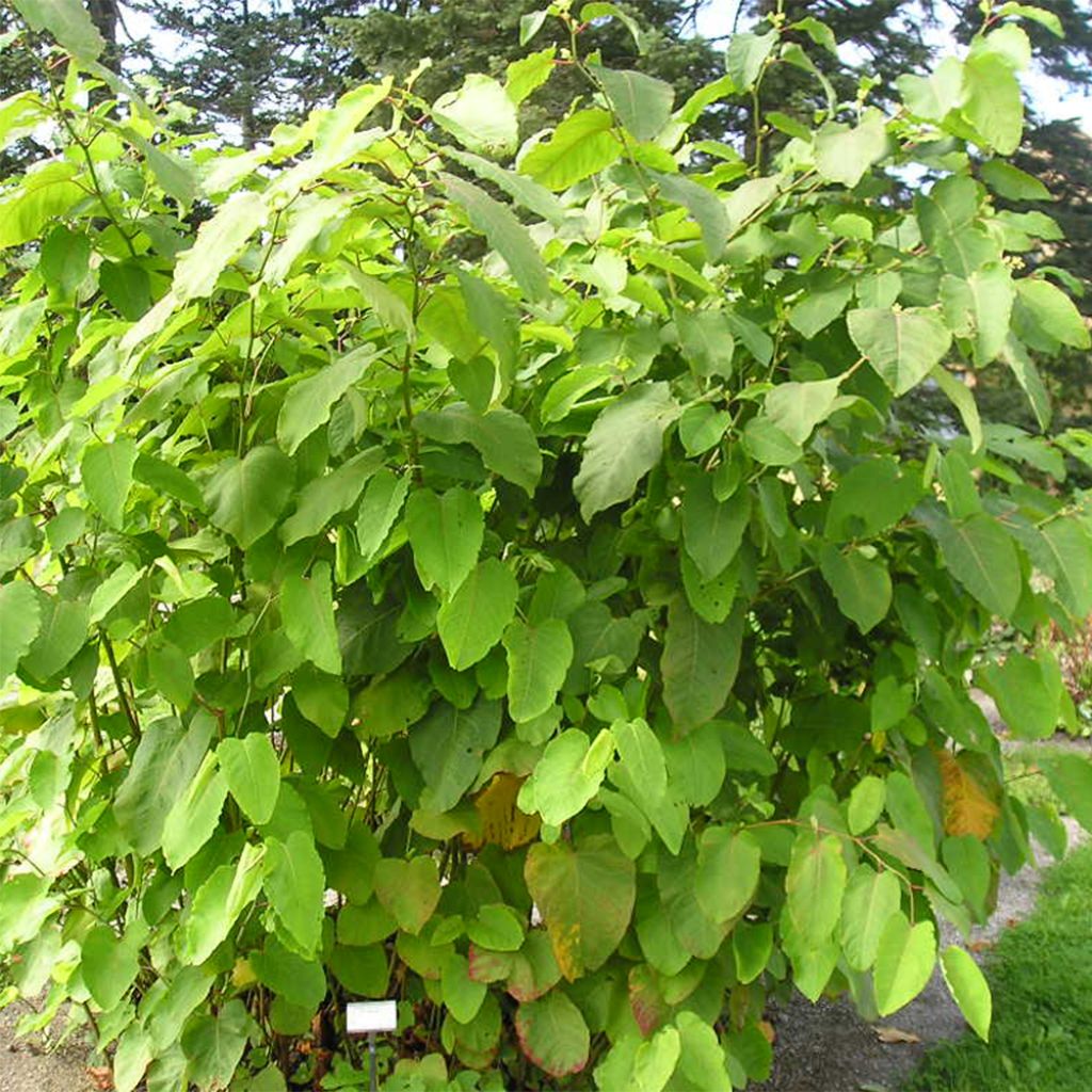 Fallopia sachalinensis - Sachalin-Staudenknöterich