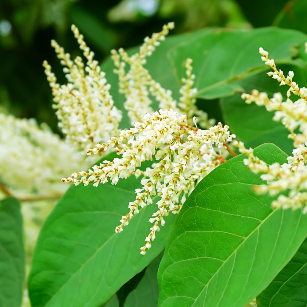 Fallopia sachalinensis - Sachalin-Staudenknöterich