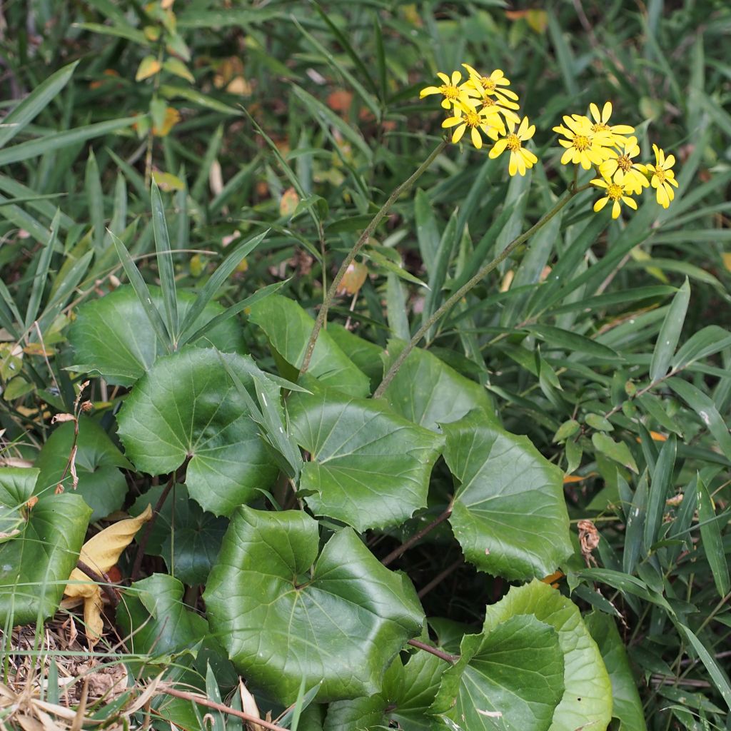 Farfugium japonicum - Japanischer Scheingoldkolben