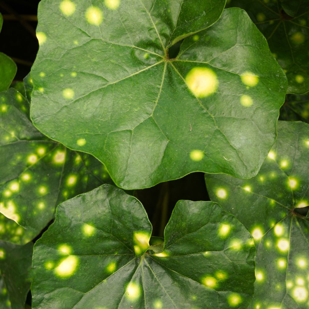 Farfugium japonicum Aureomaculatum - Japanischer Scheingoldkolben