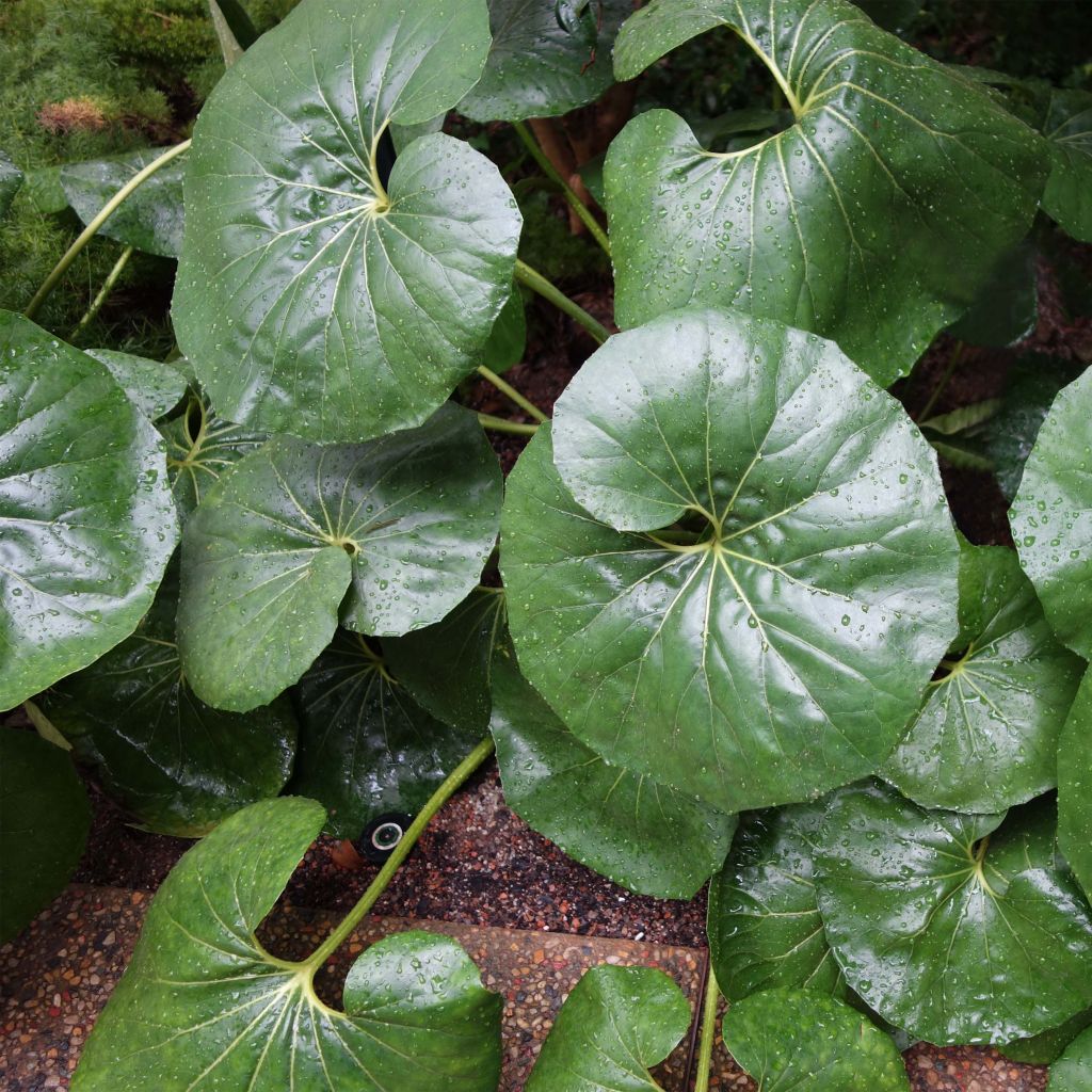 Farfugium japonicum Gigantea - Japanischer Scheingoldkolben