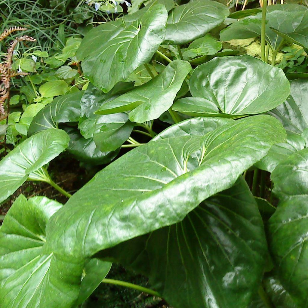 Farfugium japonicum Gigantea - Plante Panthère géante.