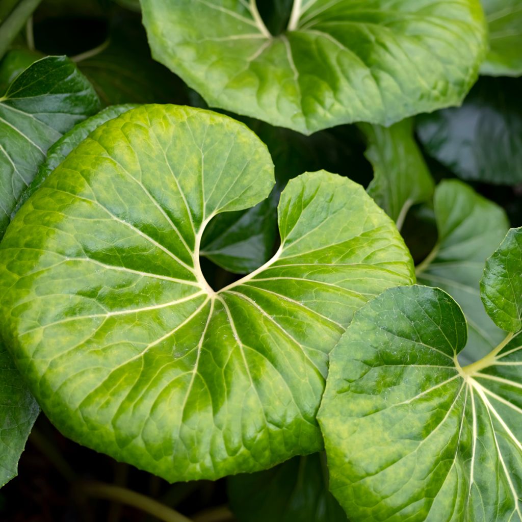 Farfugium japonicum - Japanischer Scheingoldkolben