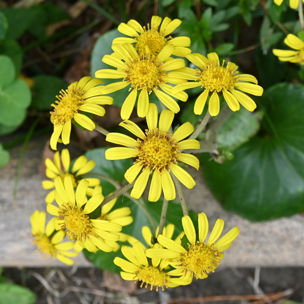 Farfugium japonicum - Japanischer Scheingoldkolben