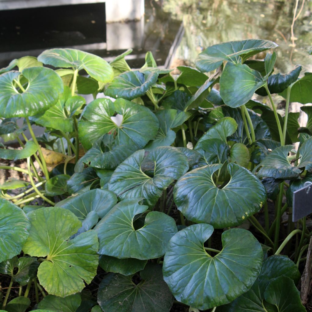 Farfugium japonicum - Japanischer Scheingoldkolben