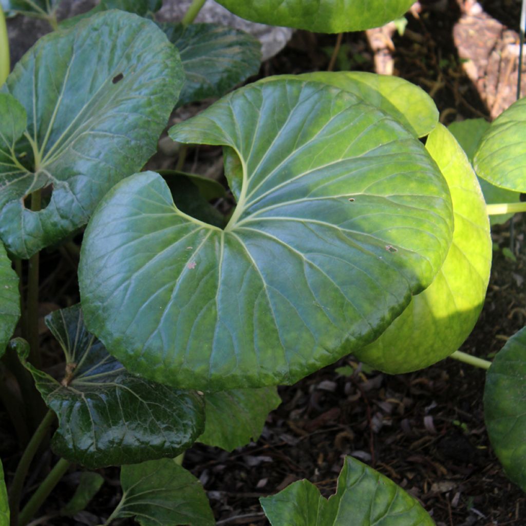 Farfugium japonicum - Japanischer Scheingoldkolben