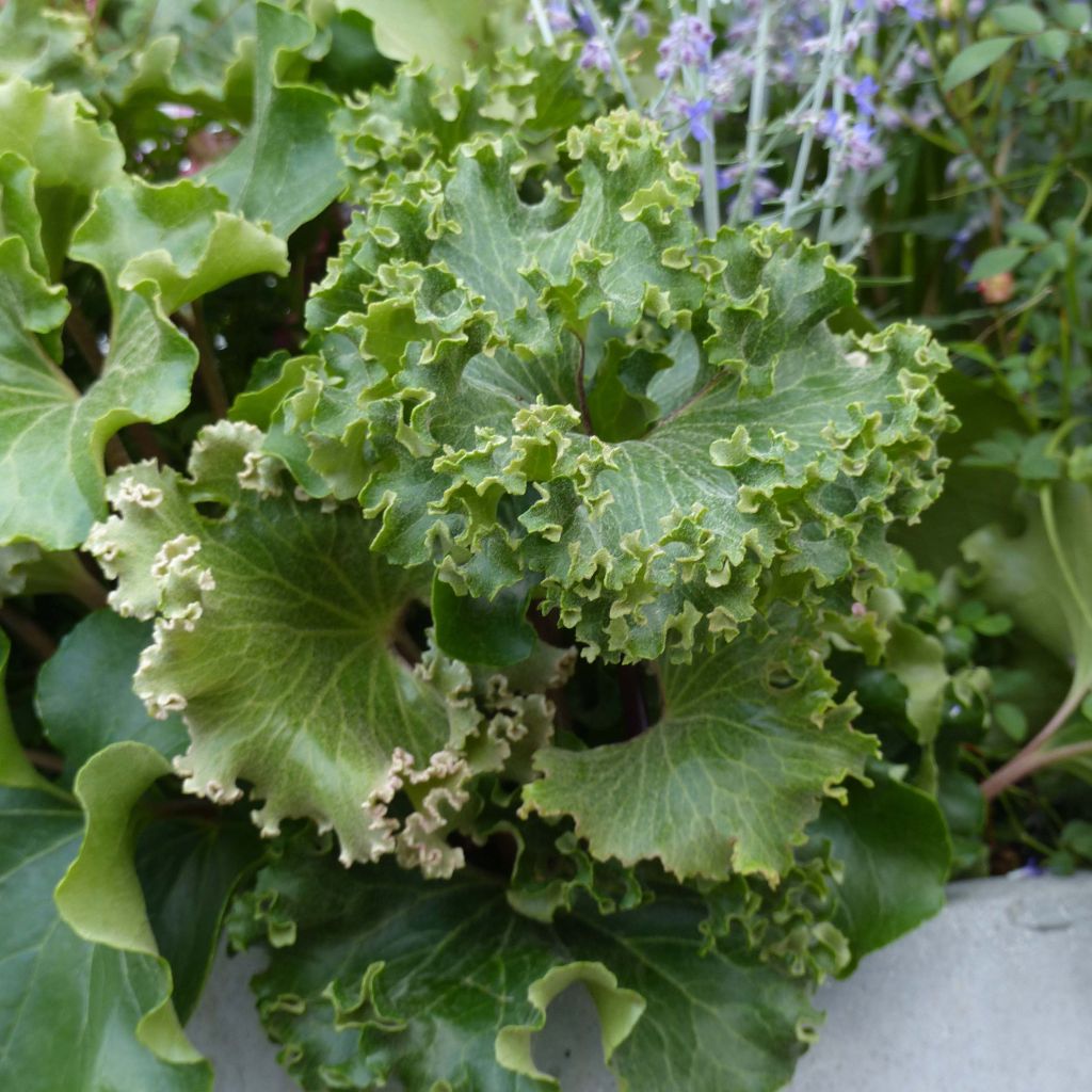 Farfugium japonicum Wavy Gravy - Japanischer Scheingoldkolben