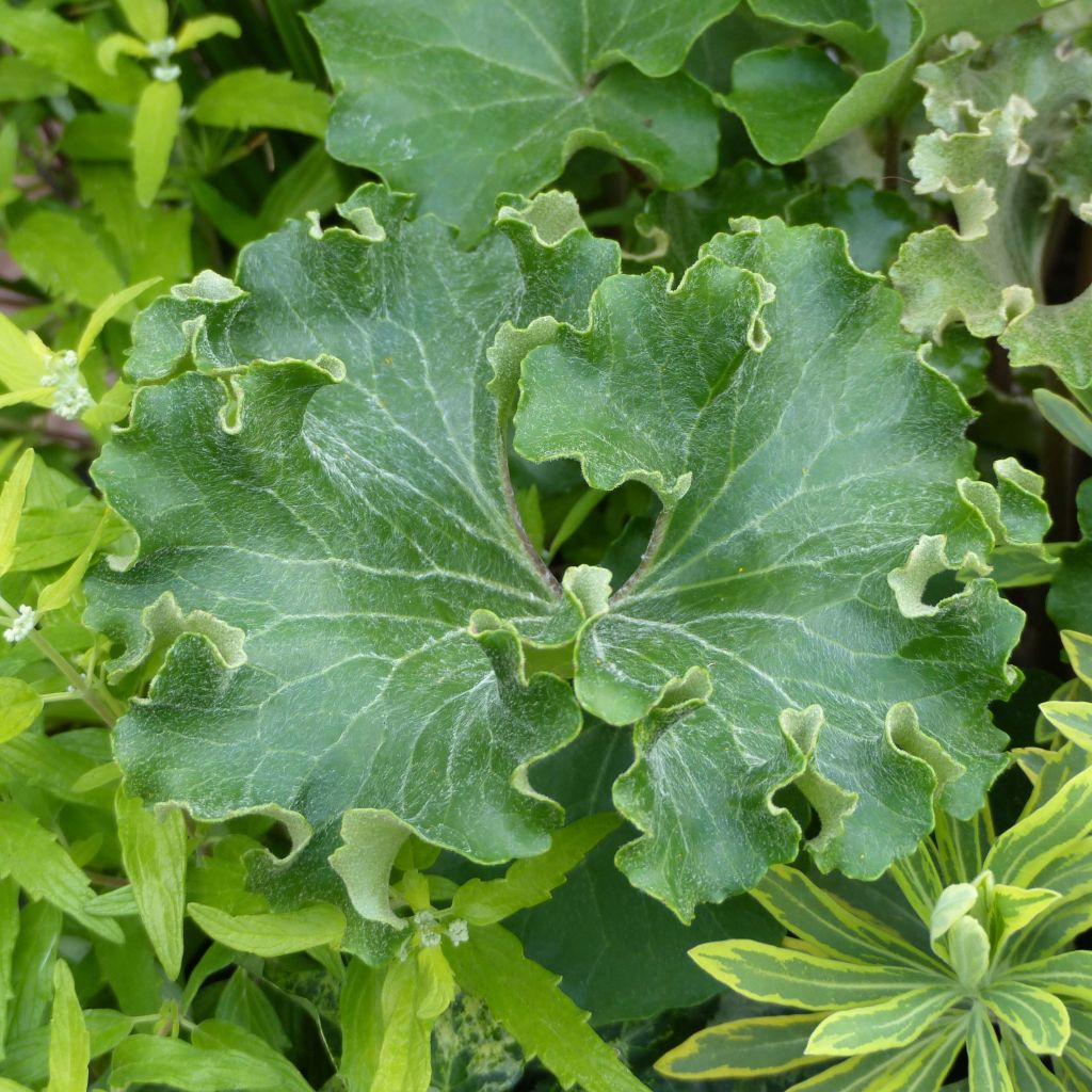 Farfugium japonicum Wavy Gravy - Plante panthère