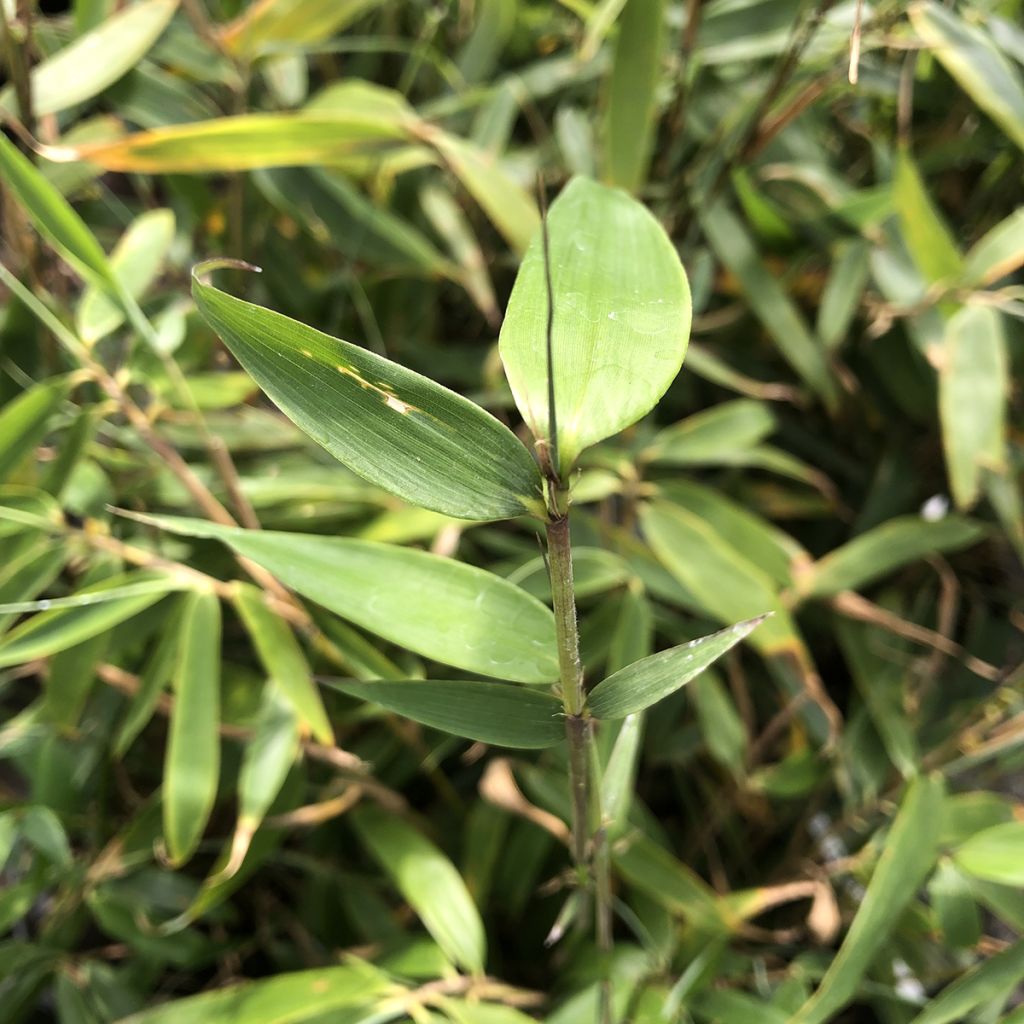 Fargesia murielae Tauro - Bambou non tracant