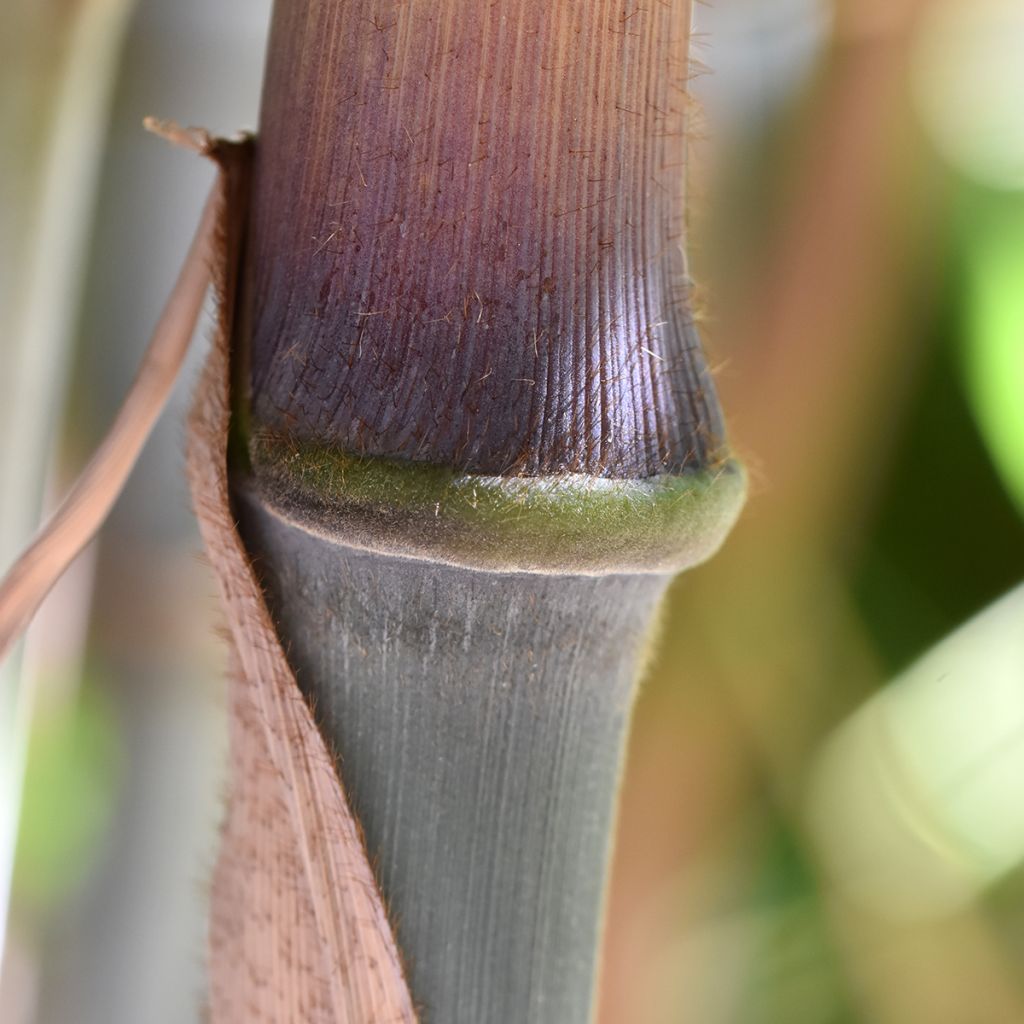 Fargesia papyrifera - Bambus