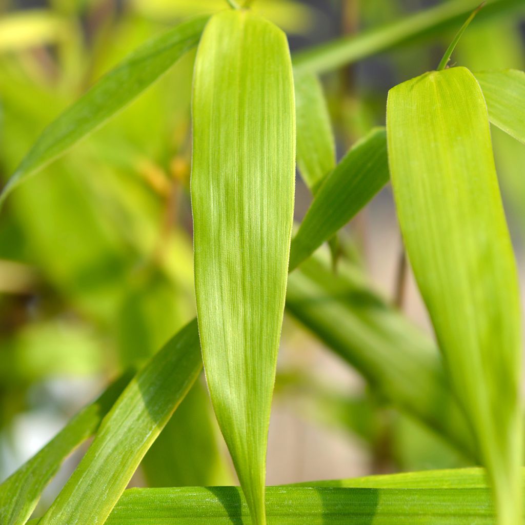 Fargesia scabrida Asian wonder - Bambus