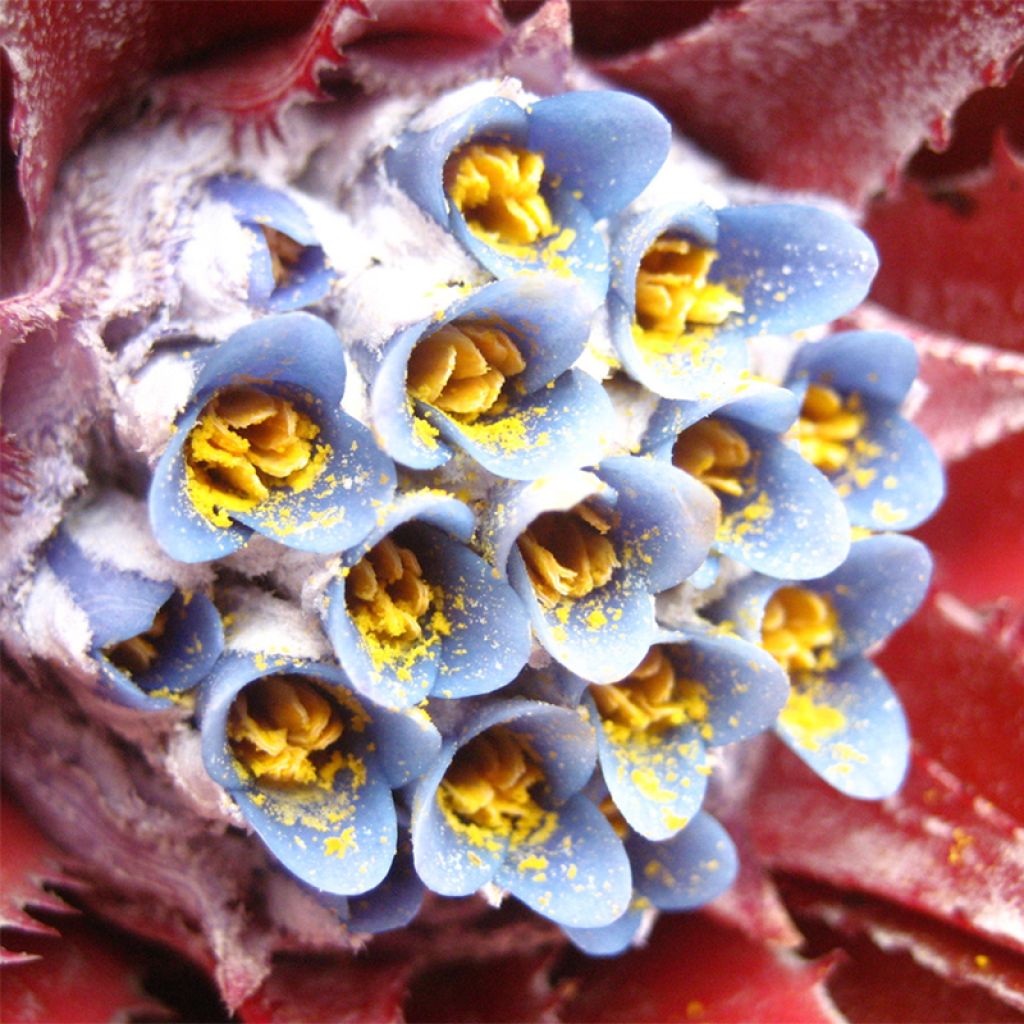 Fascicularia bicolor