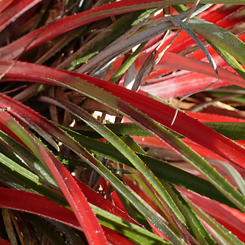 Fascicularia bicolor