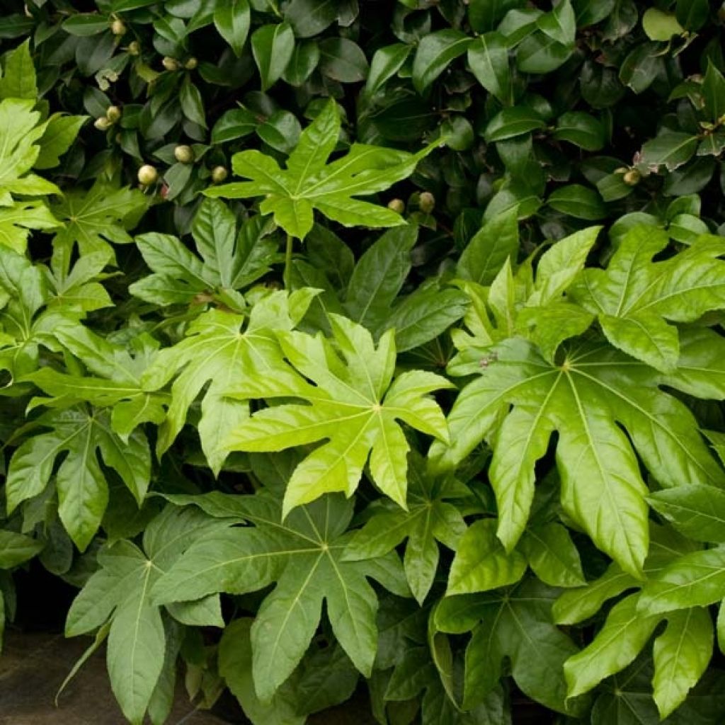 Fatsia japonica - Zimmeraralie