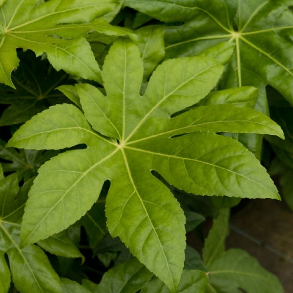 Fatsia japonica - Zimmeraralie