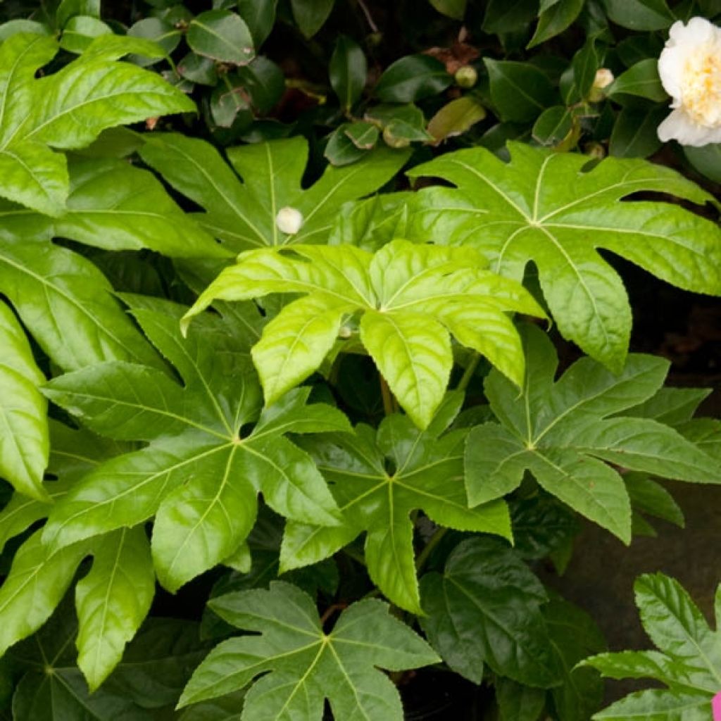 Fatsia japonica - Zimmeraralie