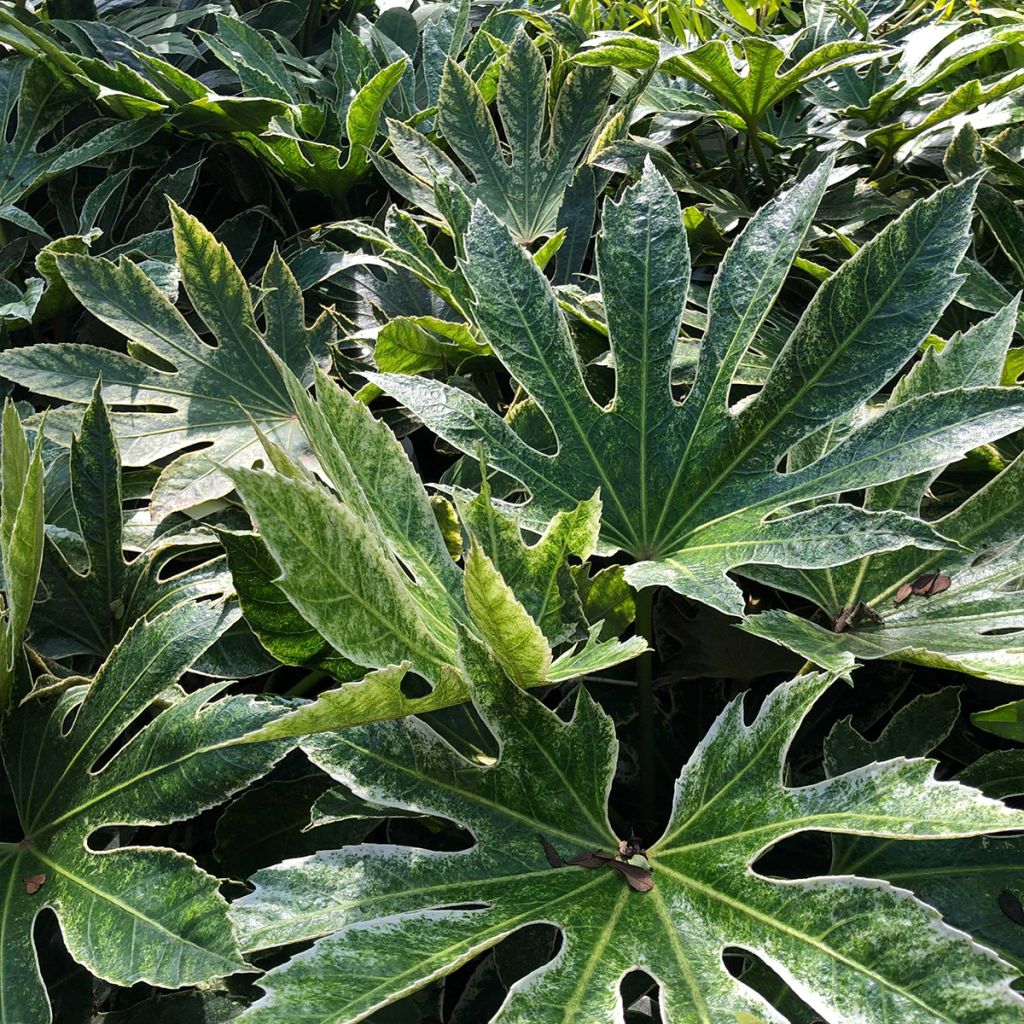 Fatsia japonica Spider's Web - Zimmeraralie