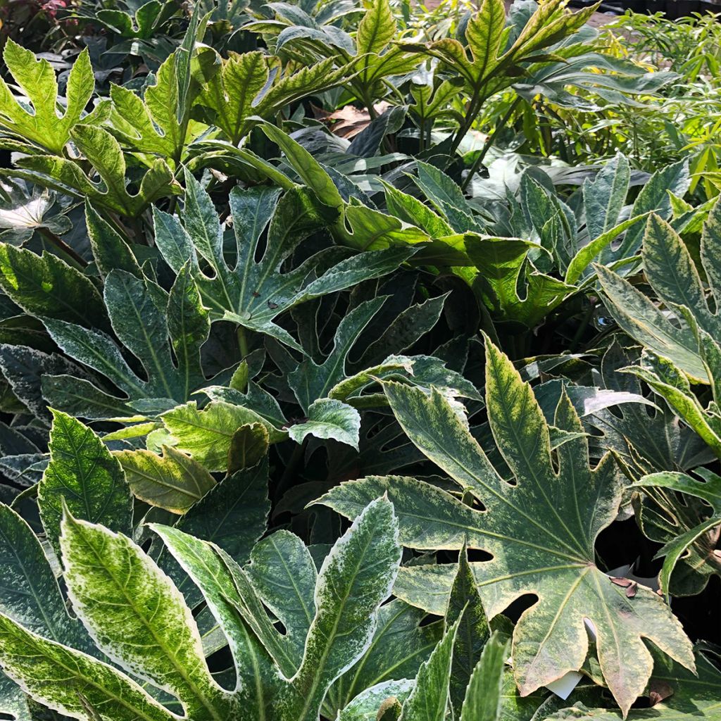 Fatsia japonica Spider's Web - Zimmeraralie