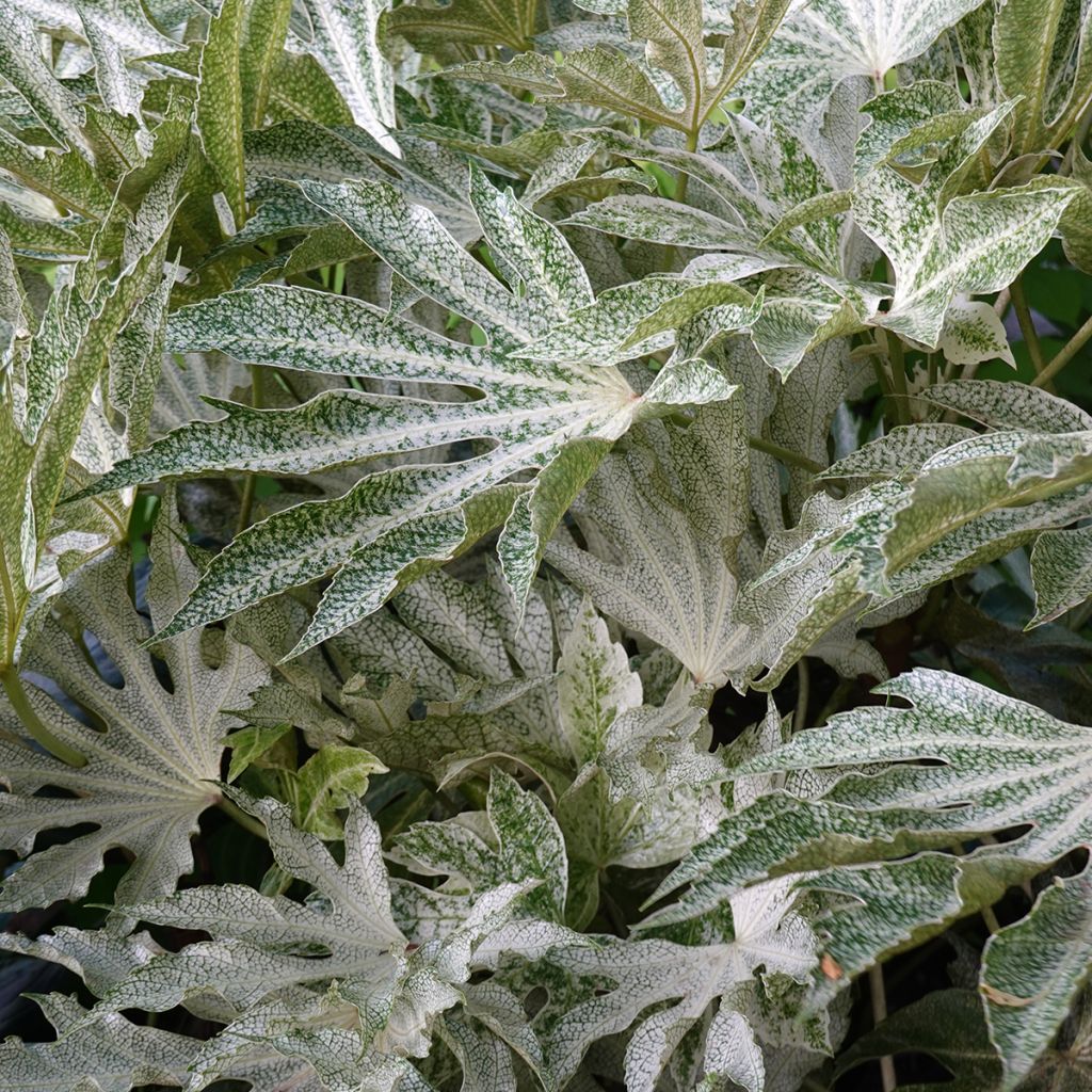 Fatsia japonica Spider's Web - Zimmeraralie