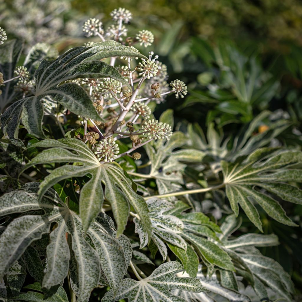 Fatsia japonica Spider's Web - Zimmeraralie