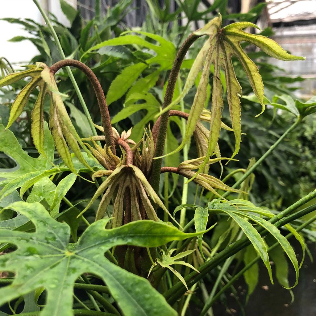 Fatsia polycarpa Green Fingers - Fatsia de Taiwan