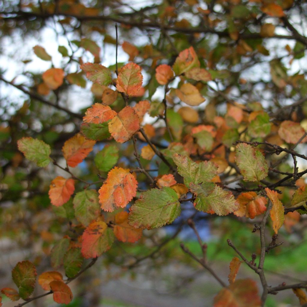 Faux Hêtre austral - Nothofagus antarctica