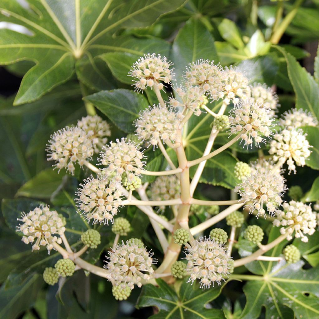 Fatsia japonica - Zimmeraralie