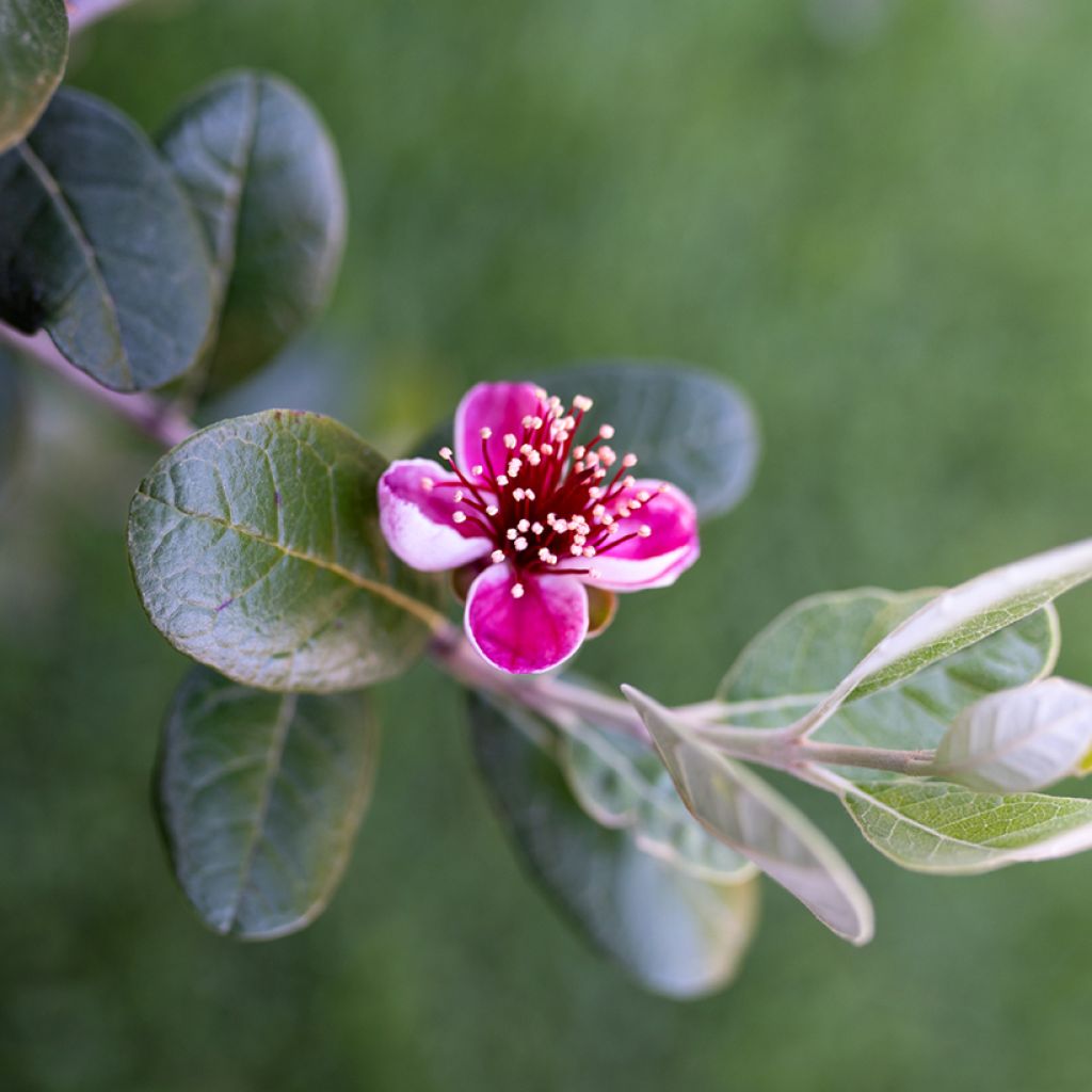 Brasilianische Guave Apollo - Feijoa sellowiana