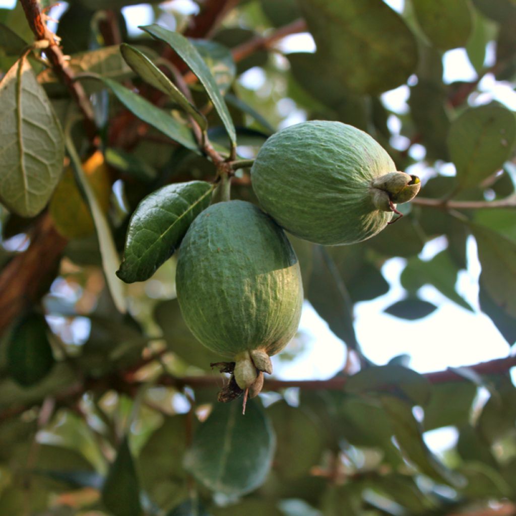 Brasilianische Guave Triumph - Feijoa sellowiana