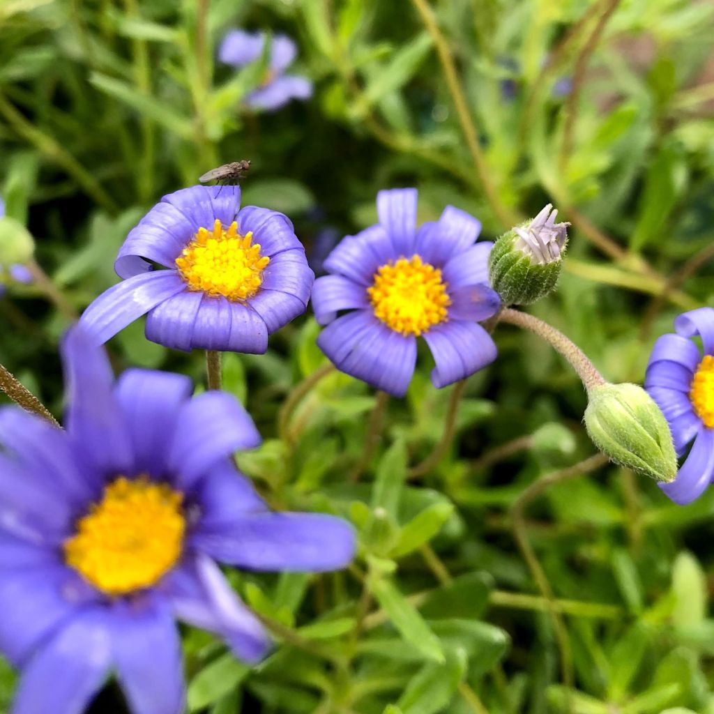 Felicia amelloides - Aster du Cap