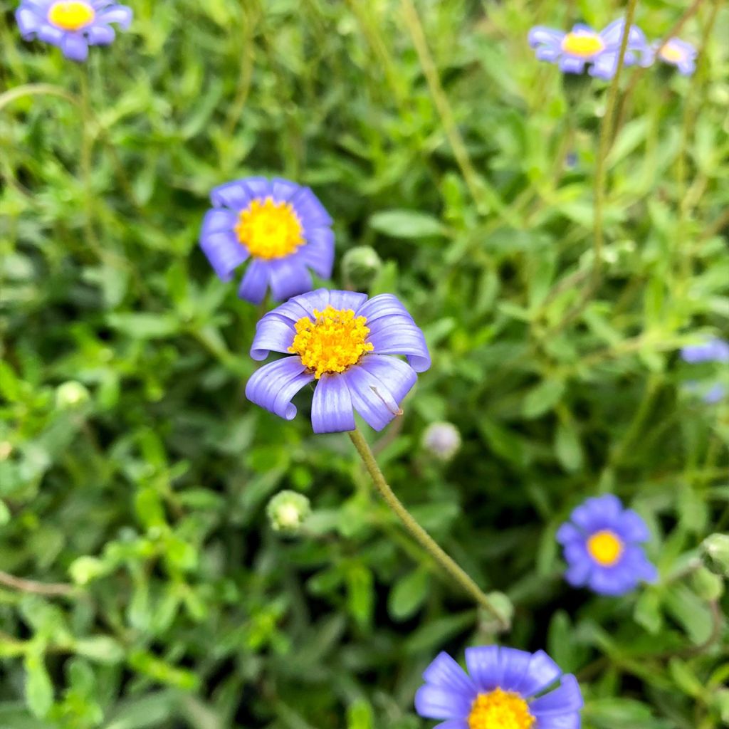 Felicia amelloides - Aster du Cap