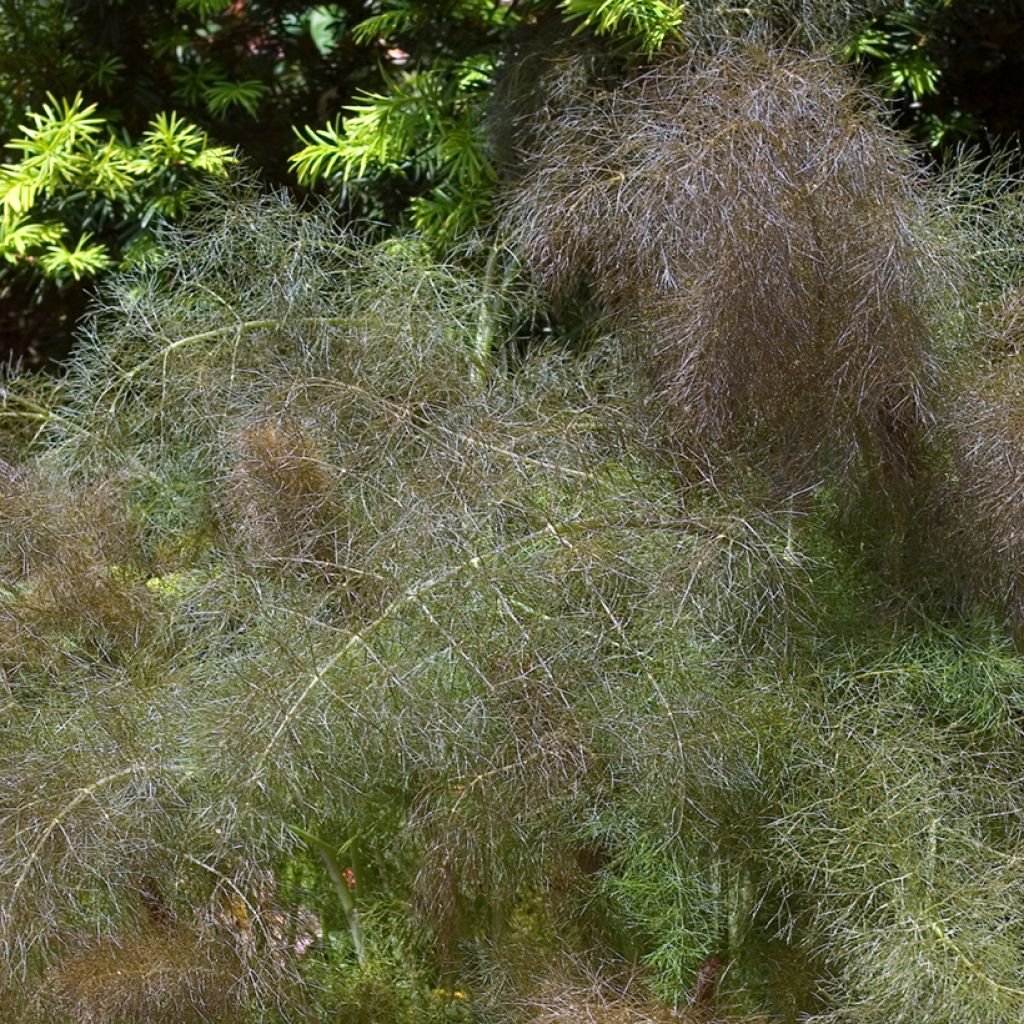 Gewöhnlicher Fenchel purpureum bio - Foeniculum officinale