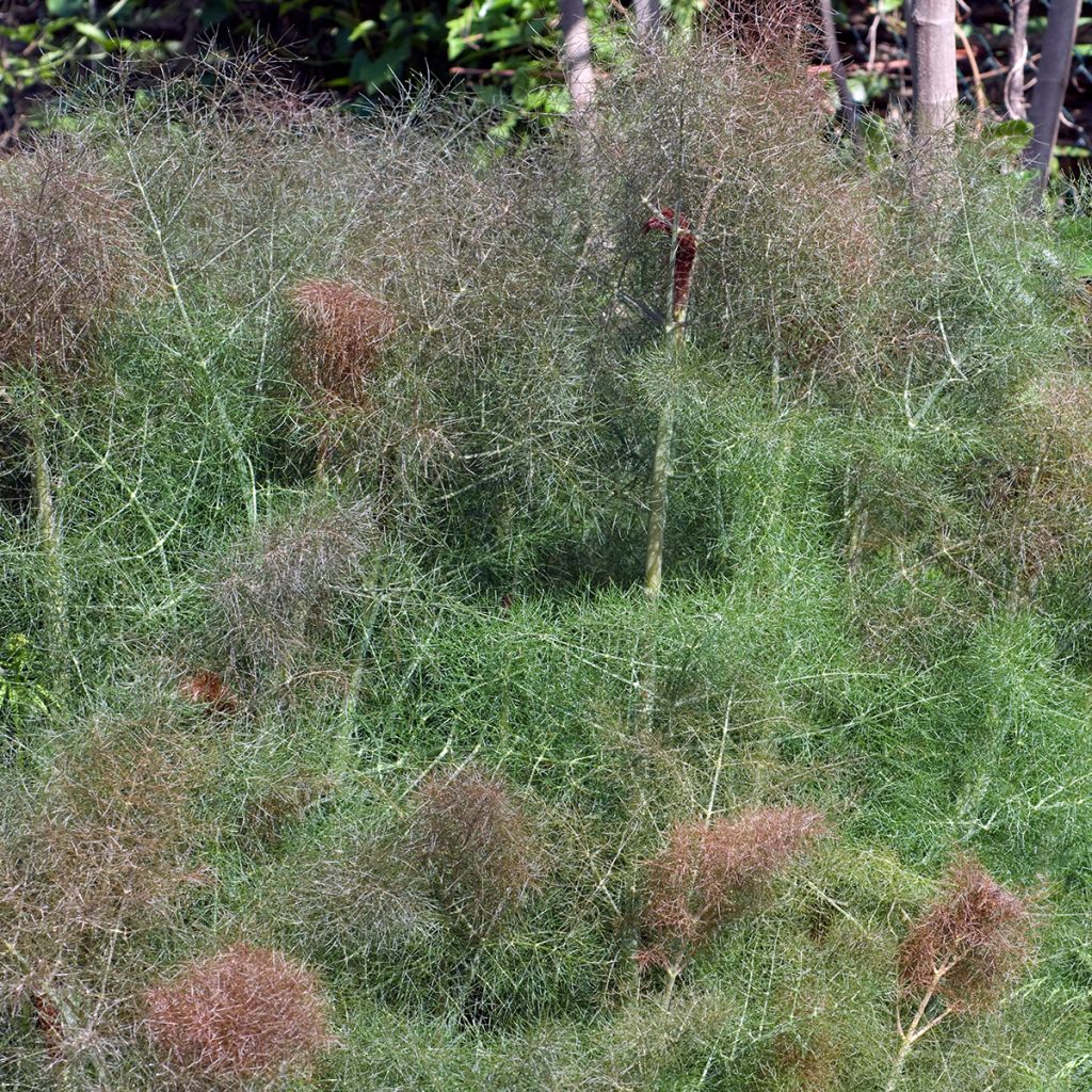 Fenchel Purpureum - Foeniculum vulgare