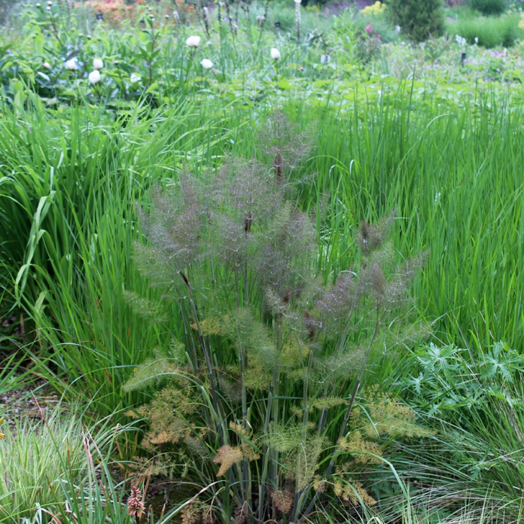 Fenchel Purpureum - Foeniculum vulgare