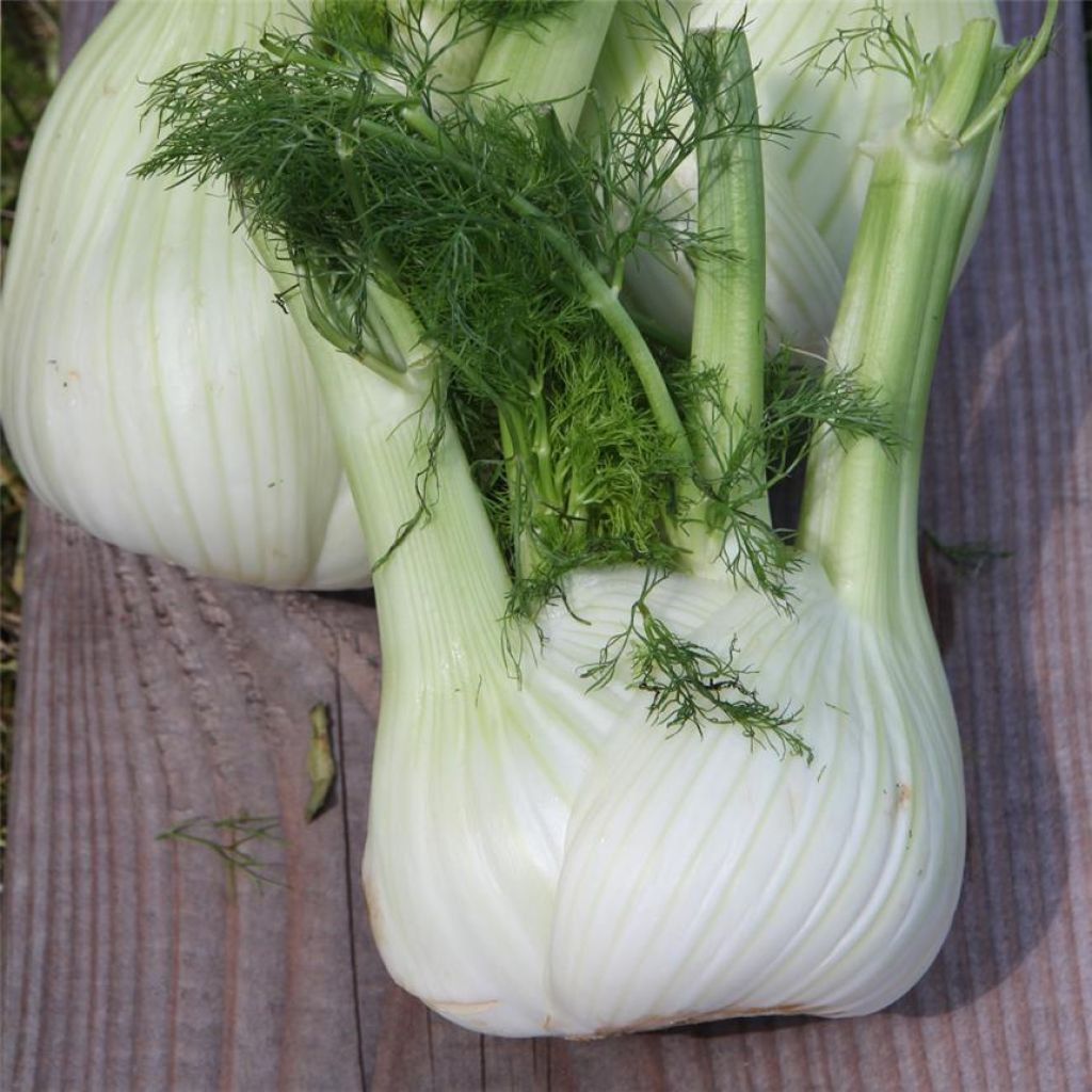 Fenchel Cristal