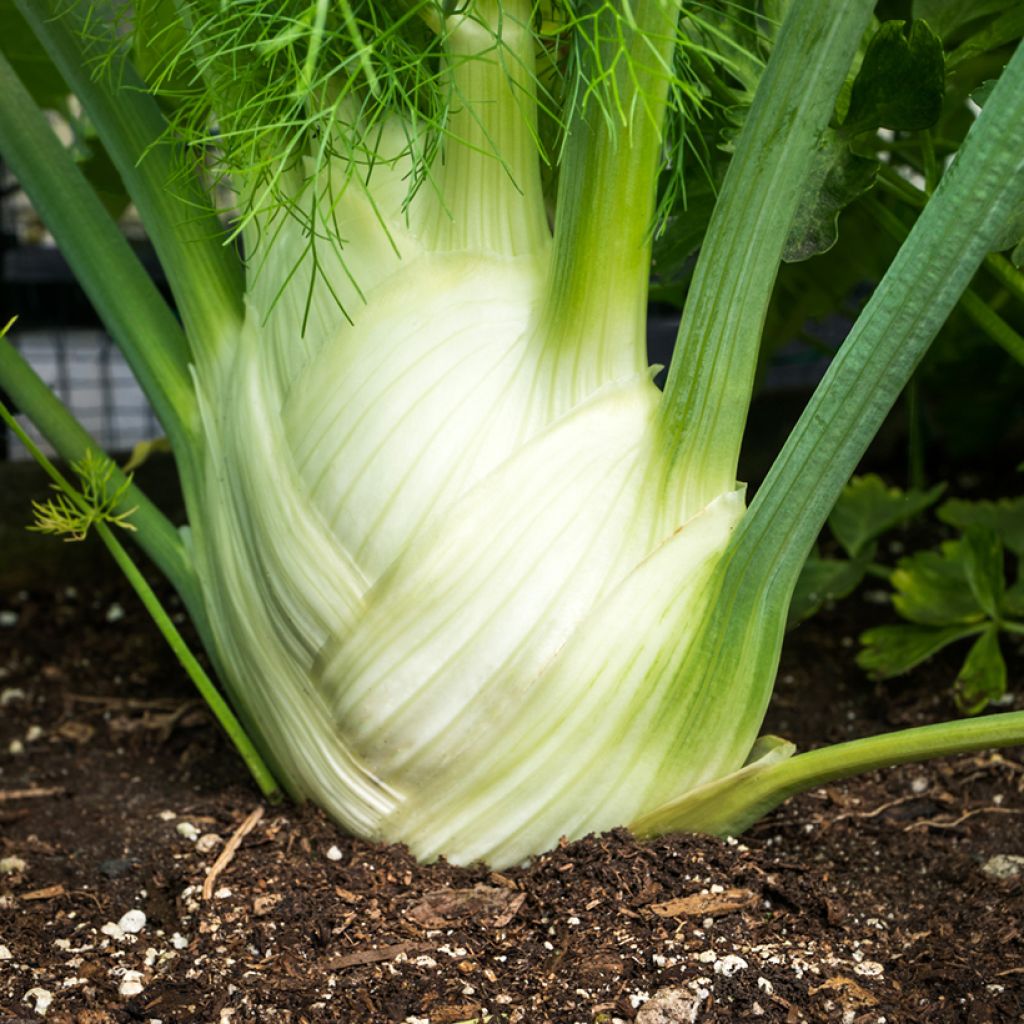 Fenchel Cristal