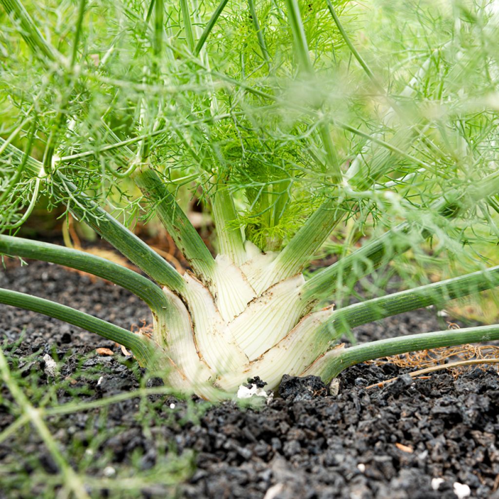 Fenchel Précoce d'Eté Bio - Ferme de Sainte Marthe