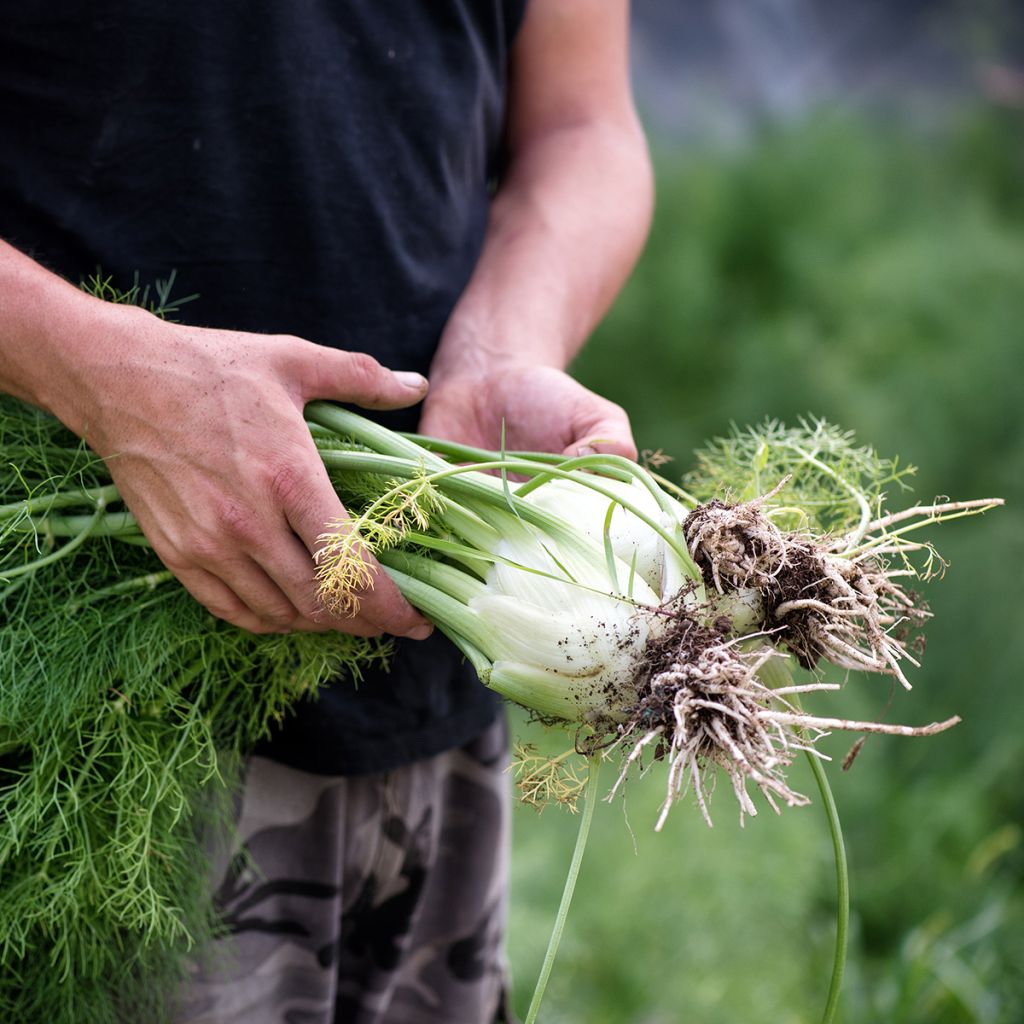 Fenchel - Foeniculum vulgare