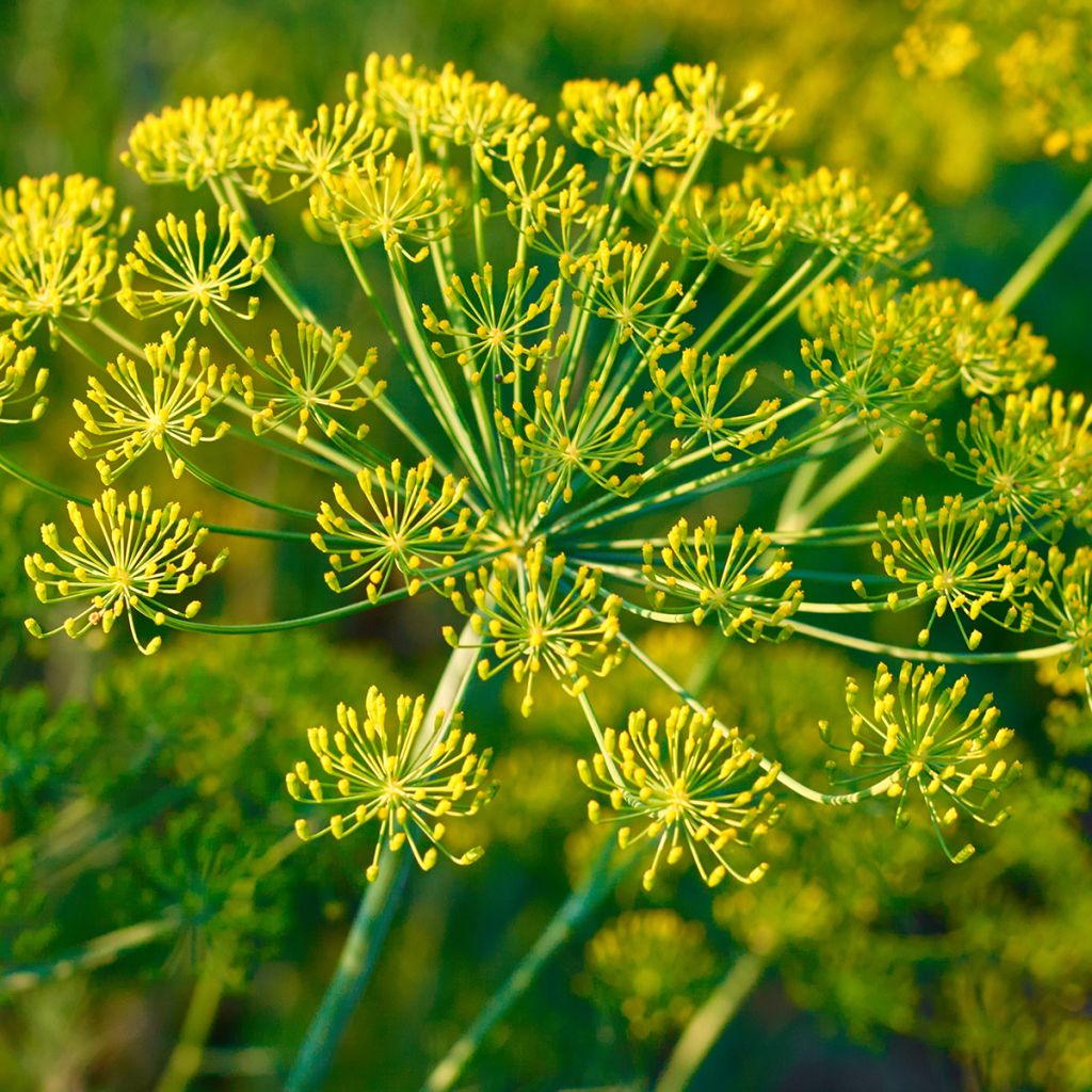 Fenchel - Foeniculum vulgare