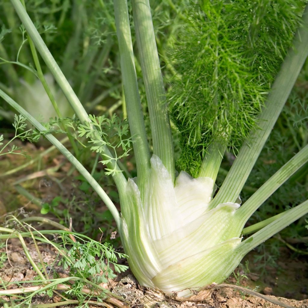 Gewöhnlicher Fenchel Romanesco - Foeniculum officinalis