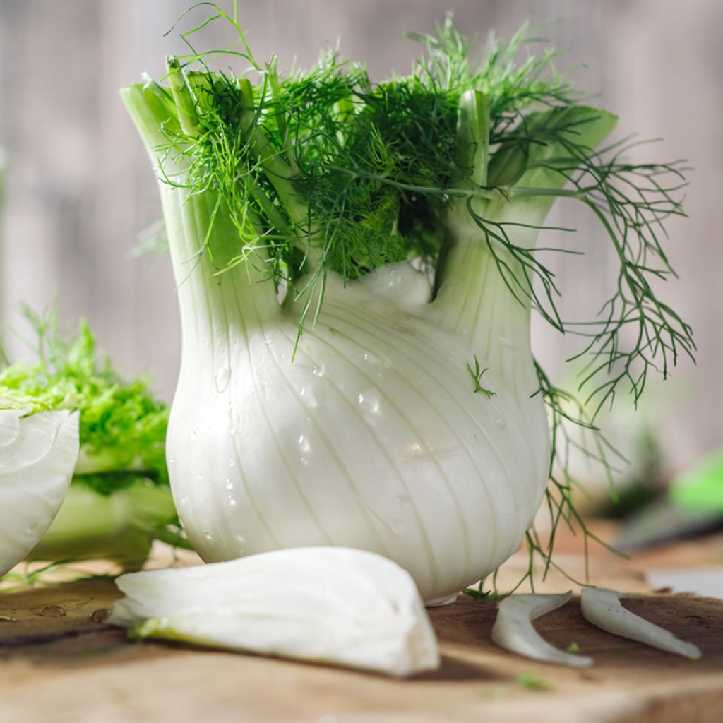 Gewöhnlicher Fenchel Selma - Foeniculum officinalis