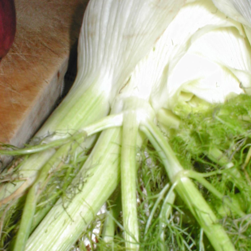 Fenchel Tauro