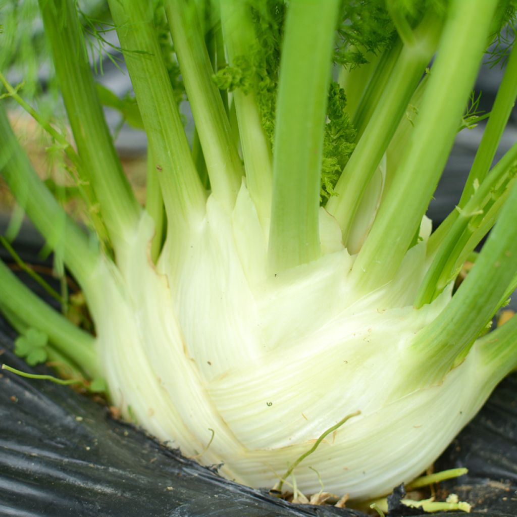 Fenchel Finale