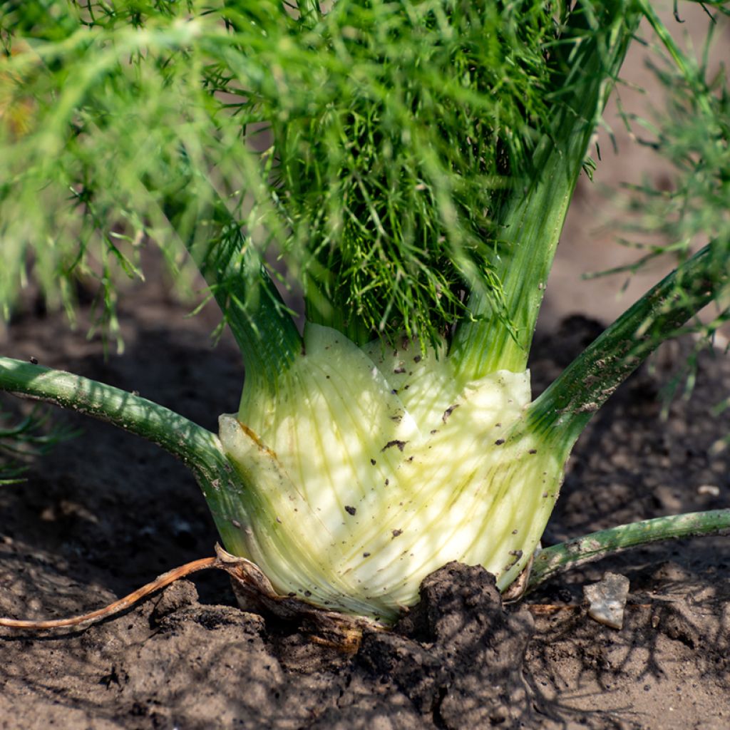 Fenchel de Florence - Vilmorin