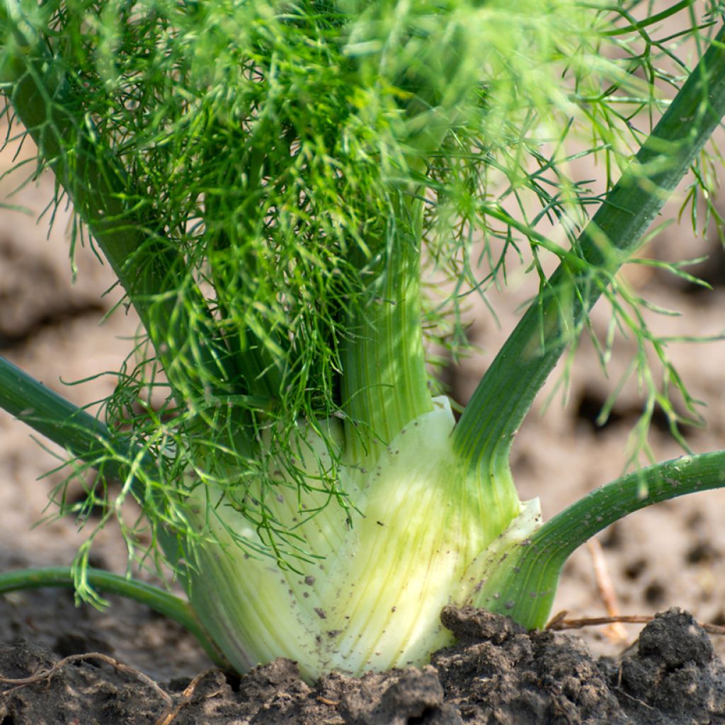 Fenchel de Florence