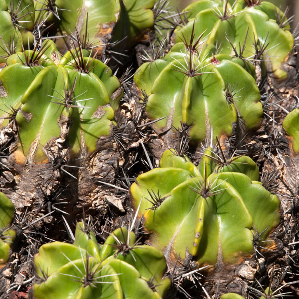 Ferocactus robustus - Ferokaktus