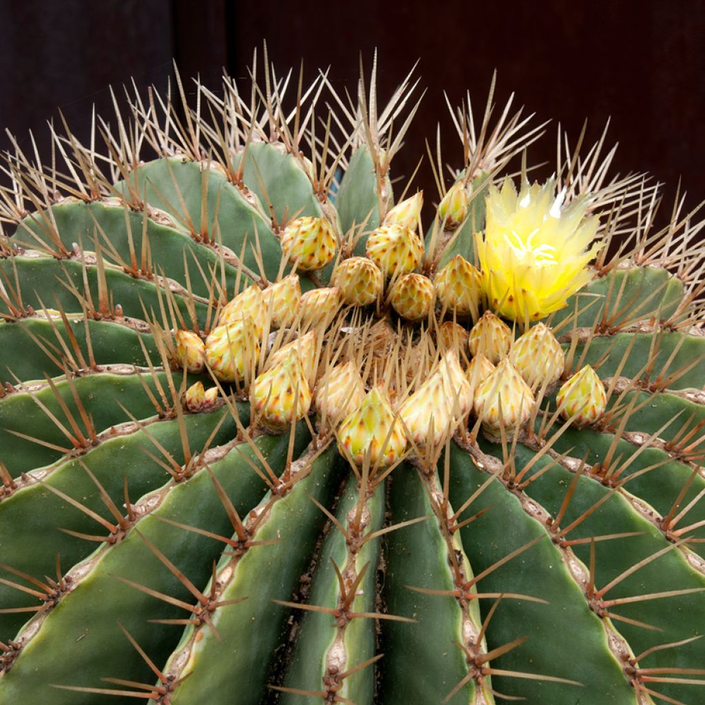 Ferocactus schwarzii - Ferokaktus