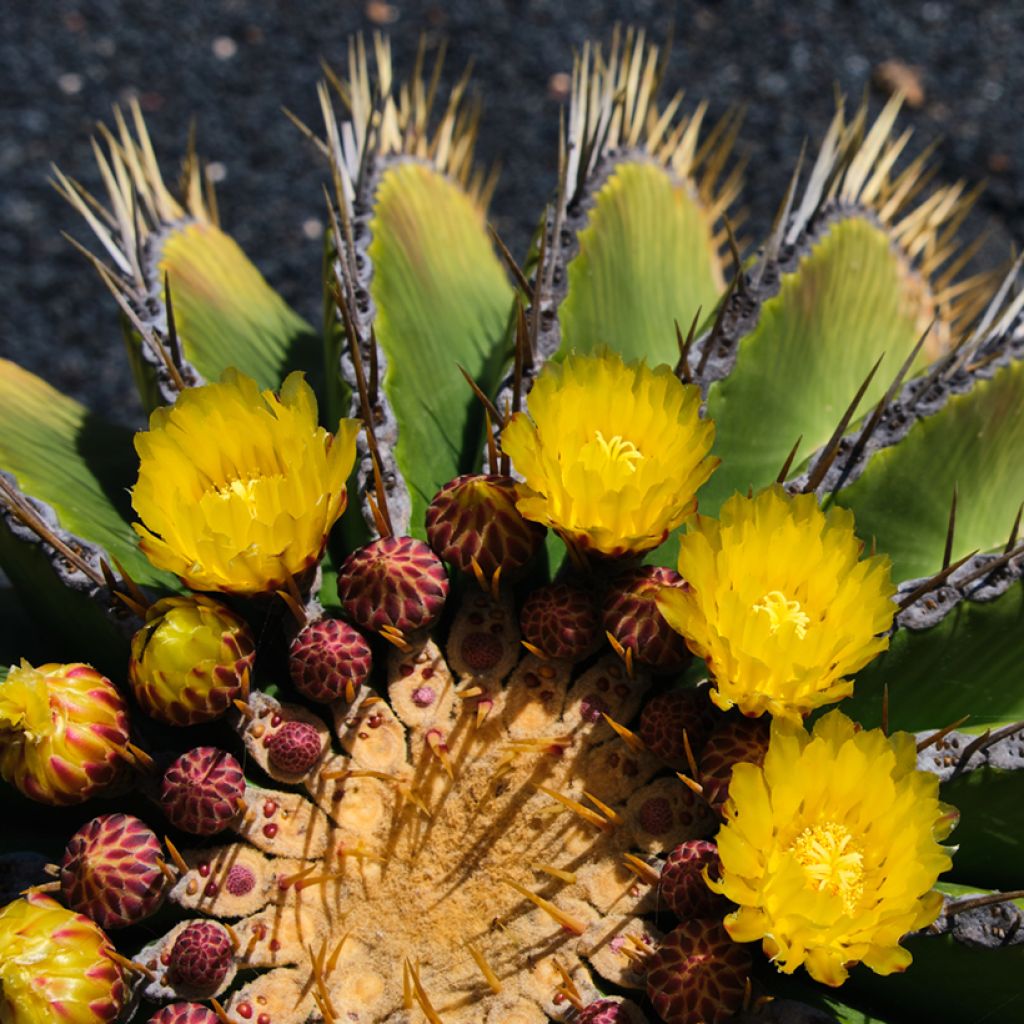 Ferocactus schwarzii - Ferokaktus