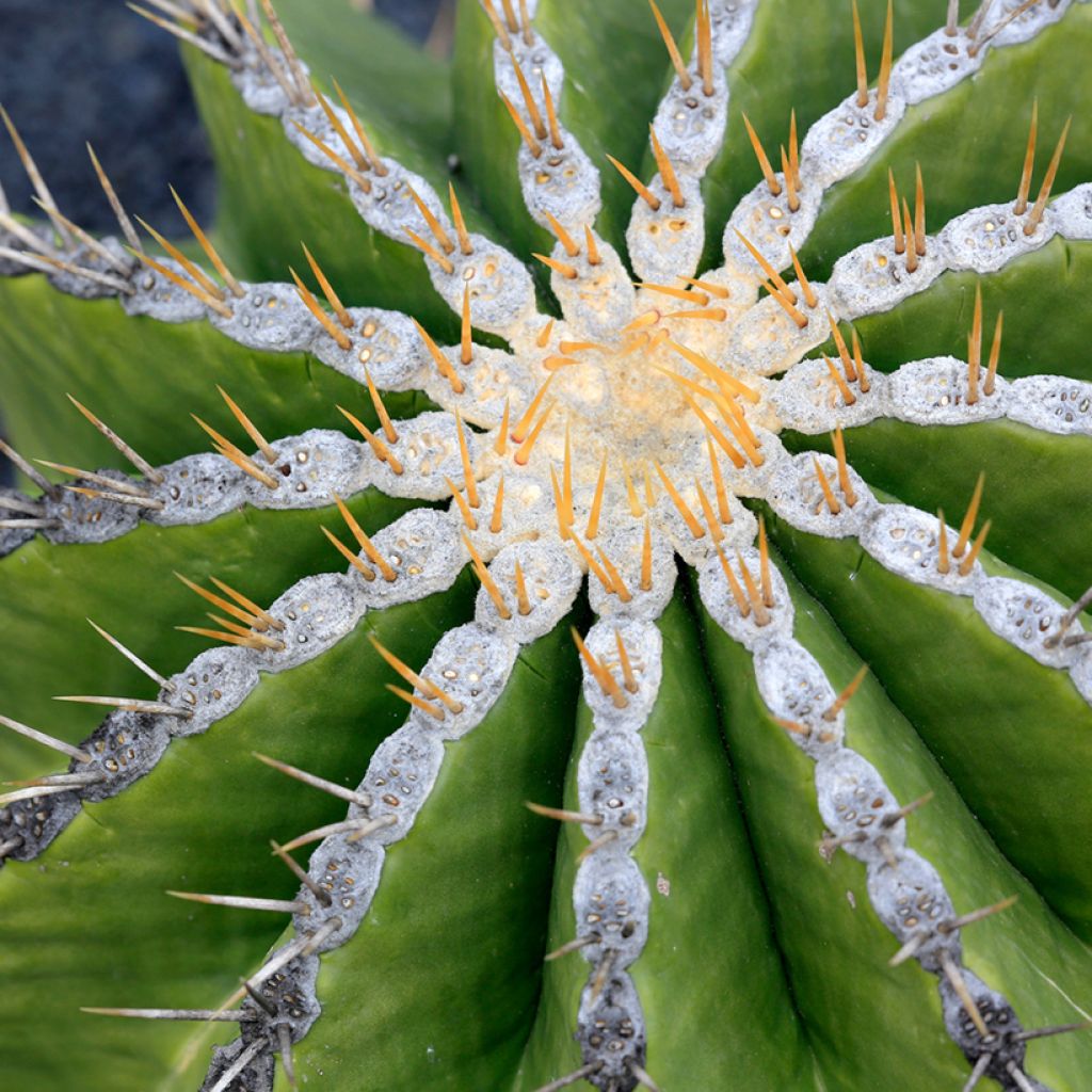 Ferocactus schwarzii - Ferokaktus